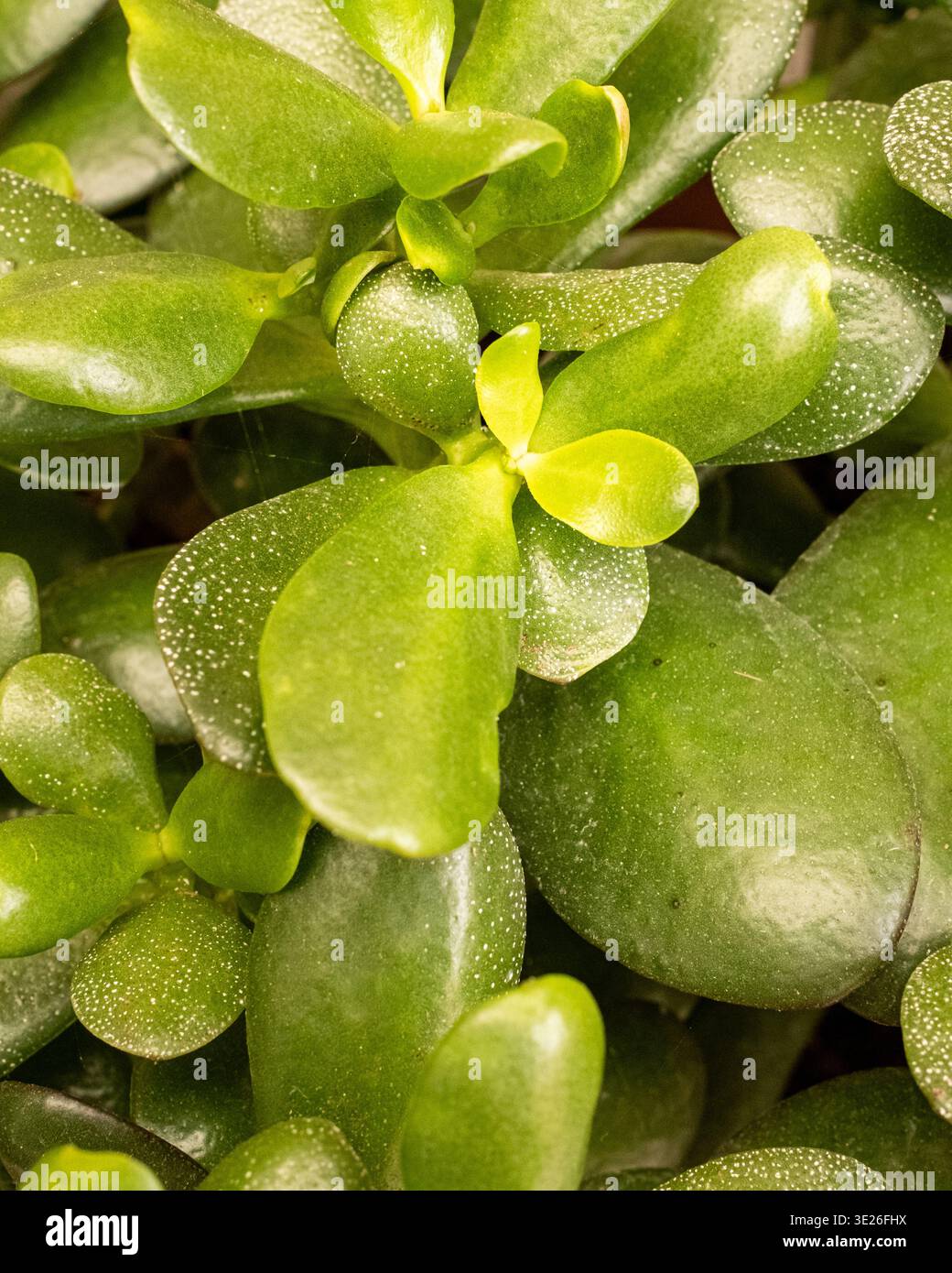 Dicke fleischige bltter -Fotos und -Bildmaterial in hoher Auflsung  Alamy