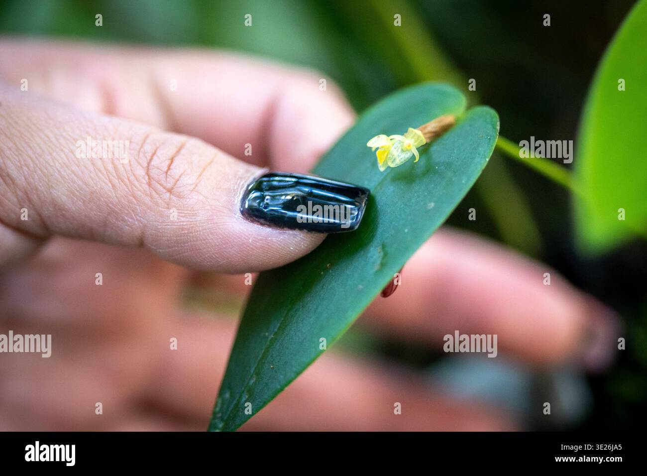 Coban, Guatemala - Eine Nahaufnahme einer menschlichen Hand mit schwarzem nagellack, die sanft eine kleine gelbe Orchideenblüte auf einem lebendigen grünen Blatt berührt, Sugges Stockfoto