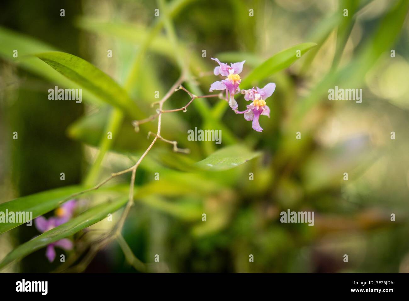 Coban, Guatemala – zarte rosa Orchideenblüten auf wirbeligen Stielen, die sich mit sanften grünen Blättern und schimmerndem Licht auseinander setzen und tropische Gartenheiterkeit vermitteln Stockfoto