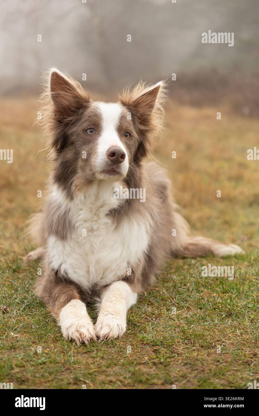 Brauner und weißer Border Collie, der auf Gras in einem nebeligen Herbstfeld liegt Stockfoto