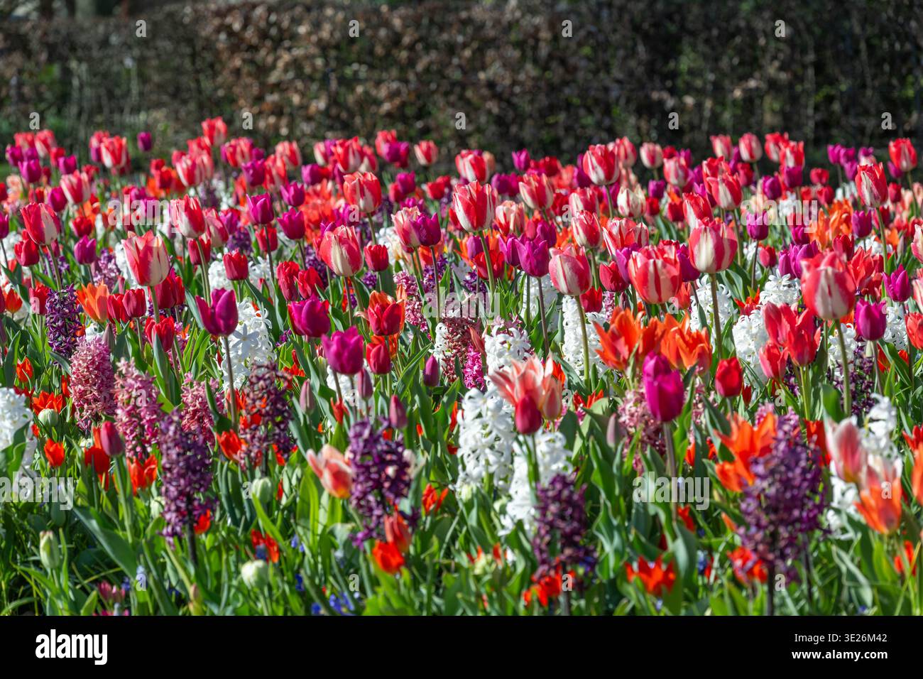 Ein sorgfältig bepflanztes Mosaikgartenbett mit roten, weißen und violetten Tulpen, gemischt mit blauen, weißen und rot geflammten Hyazinthen, die von einem dunklen HE unterlegt werden Stockfoto