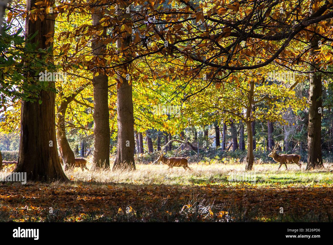 Hirsche bewegen sich im Herbst durch den Windsor Great Park, Sonnenlicht erzeugt ein flackerndes Licht auf die Blätter und das Gras Stockfoto