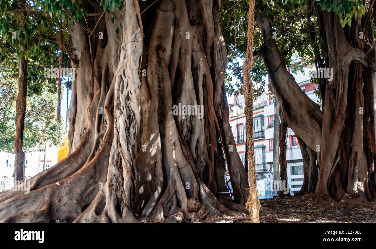 Antike Ficus Macrophylla Bäume in Cartagena, Spanien, mit massiven, verworrenen Stützwurzeln und Luftwurzeln auf einem stadtplatz. Stockfoto