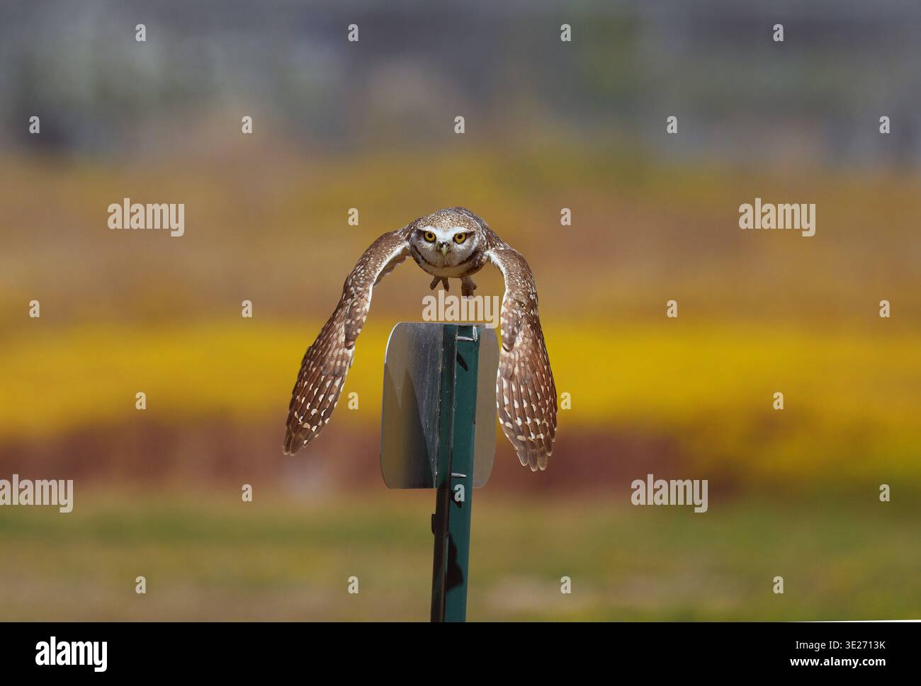 Eine Grabeule hebt sich von einem Schild mit bunten Wildblumen im Hintergrund ab Stockfoto