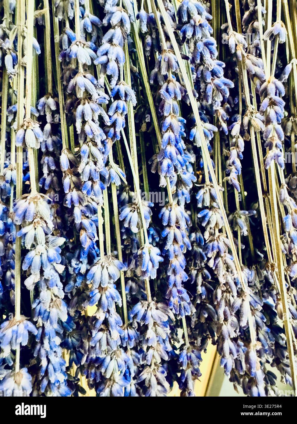 Nahaufnahme eines Haufens von trockenem Lavendel Stockfoto