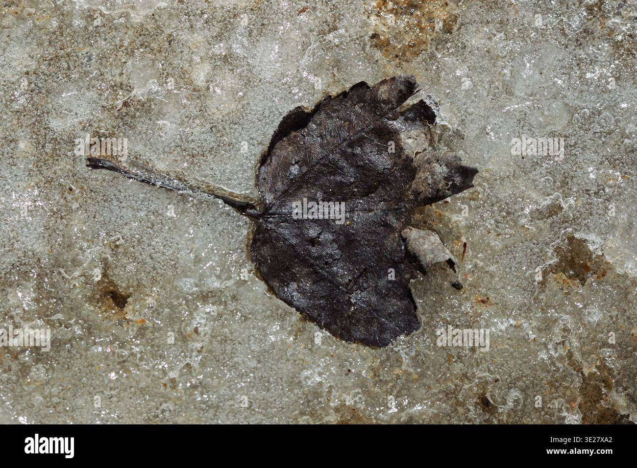 Ein totes Blatt, das im Eis liegt Stockfoto
