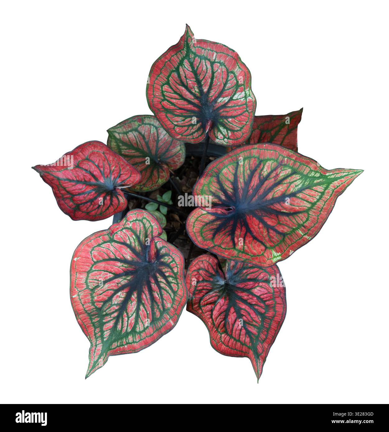 Schöne Caladium-Pflanze mit roten und grünen Blättern auf weiß Stockfoto