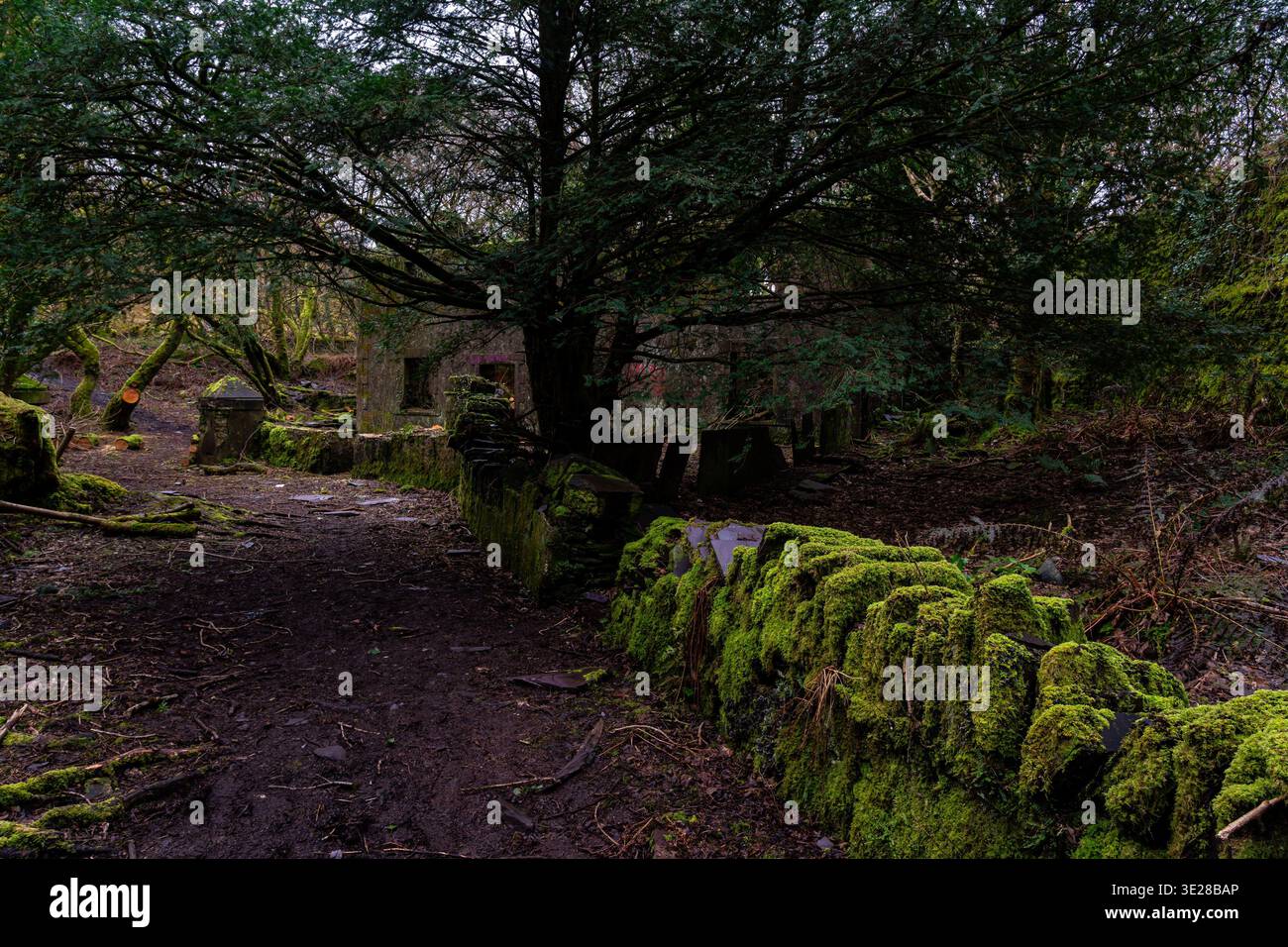 Moosbedeckte Schiefermauer und Waldweg im Dorothea Steinbruch Stockfoto