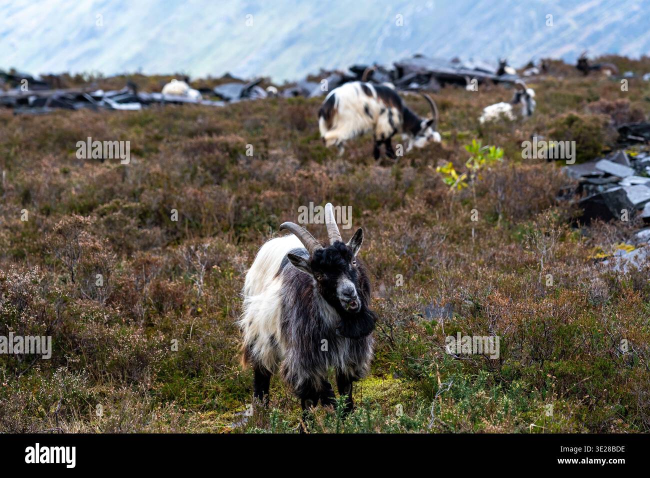 Wilde Ziegen mit zotteligen Fellen und geschwungenen Hörnern, die auf einem zerklüfteten Hügel unter nebeligem Himmel im Dinorwic Schieferbruch auf der Suche sind Stockfoto