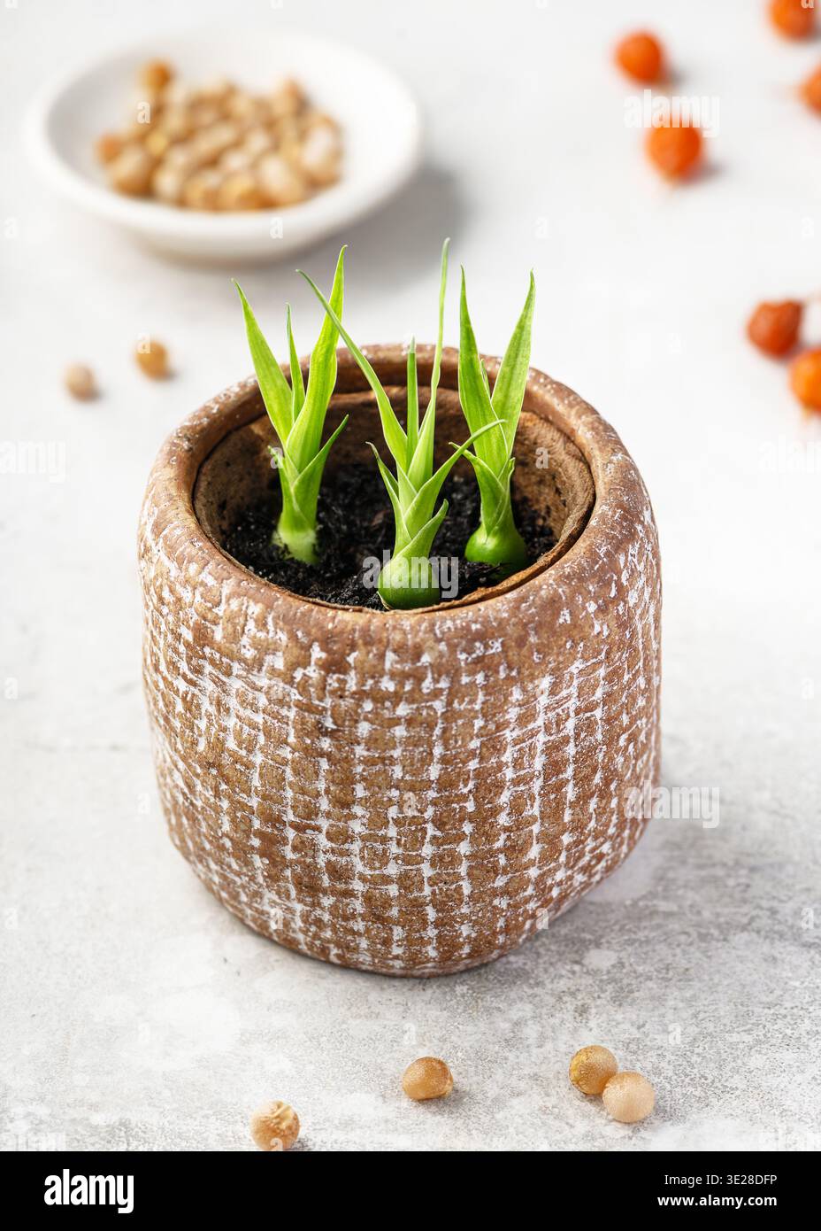 Dracaena draco young -Fotos und -Bildmaterial in hoher Auflsung  Alamy