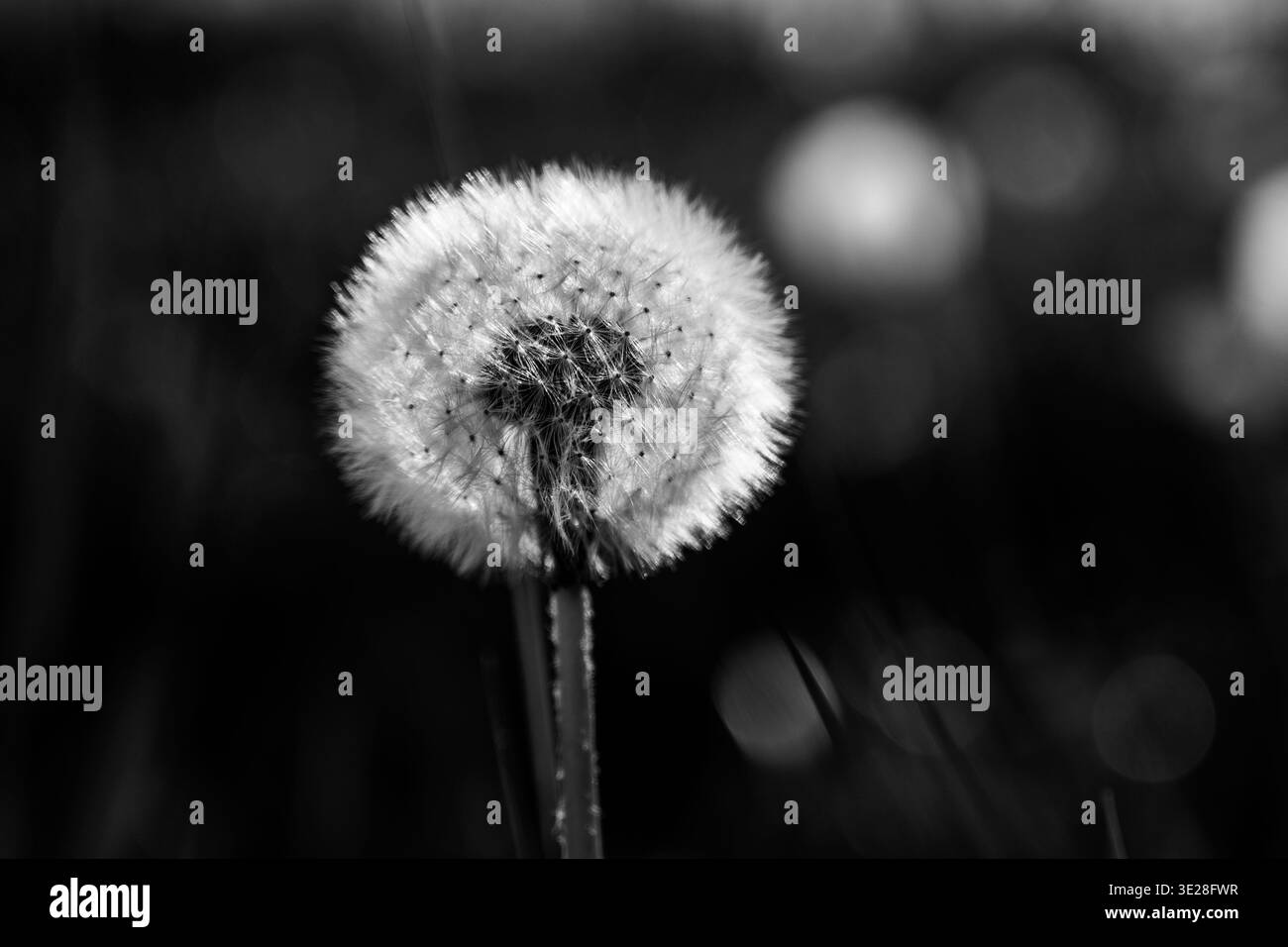 Eine verblasste Löwenzahnblüte steht allein auf einem grasbewachsenen Feld. Sie ist von Gras und anderen Pflanzen umgeben. Die Blume zeigt ihre zarten Samen, die bereit sind, wegzufliegen. Stockfoto