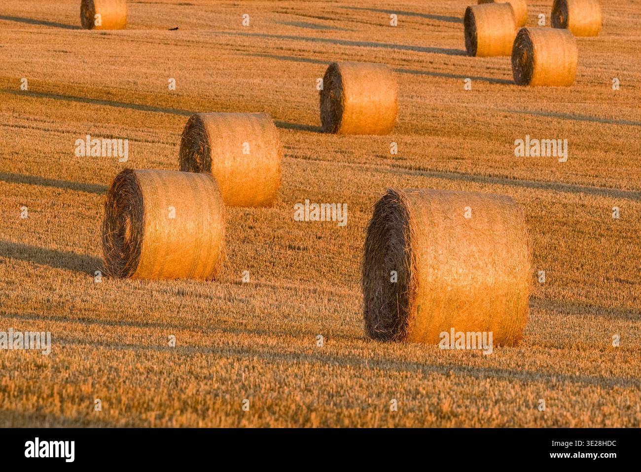 Golden Hour Landschaft mit runden Heuballen auf einem geernteten Feld Stockfoto