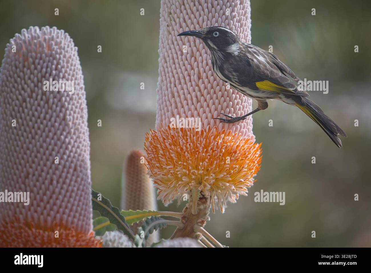 New Holland Honeyeater (Phylidonyris novaehollandiae) ein gewöhnlicher Gartenvogel in Perth und ein Schlüsselbestäuber für Banksia-Pflanzen. Stockfoto
