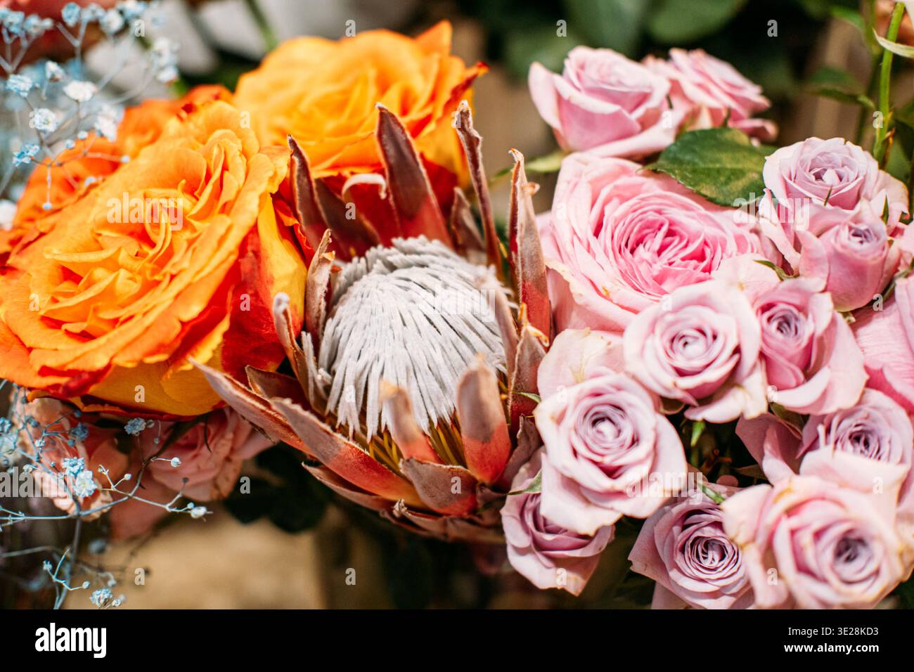 Nahaufnahme von Protea Blume umgeben von Rosen und Baby Atem. Blumenarrangements zum Muttertag, Boutique-Blumenservice, luxuriöse Blumenverpackungen. Stockfoto
