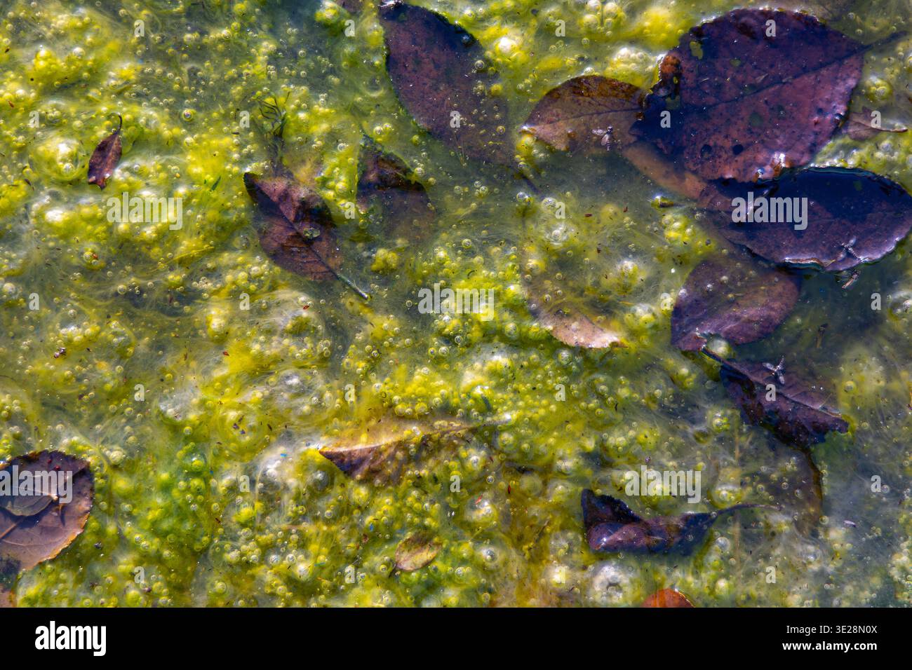 Grüne Algen und gefallene Blätter im Wasser. Nahaufnahme von schwimmenden Herbstblättern, die in grünen Algen eingeschlossen sind, und Blasen auf stehendem Wasser, die natürlichen Verfall zeigen Stockfoto