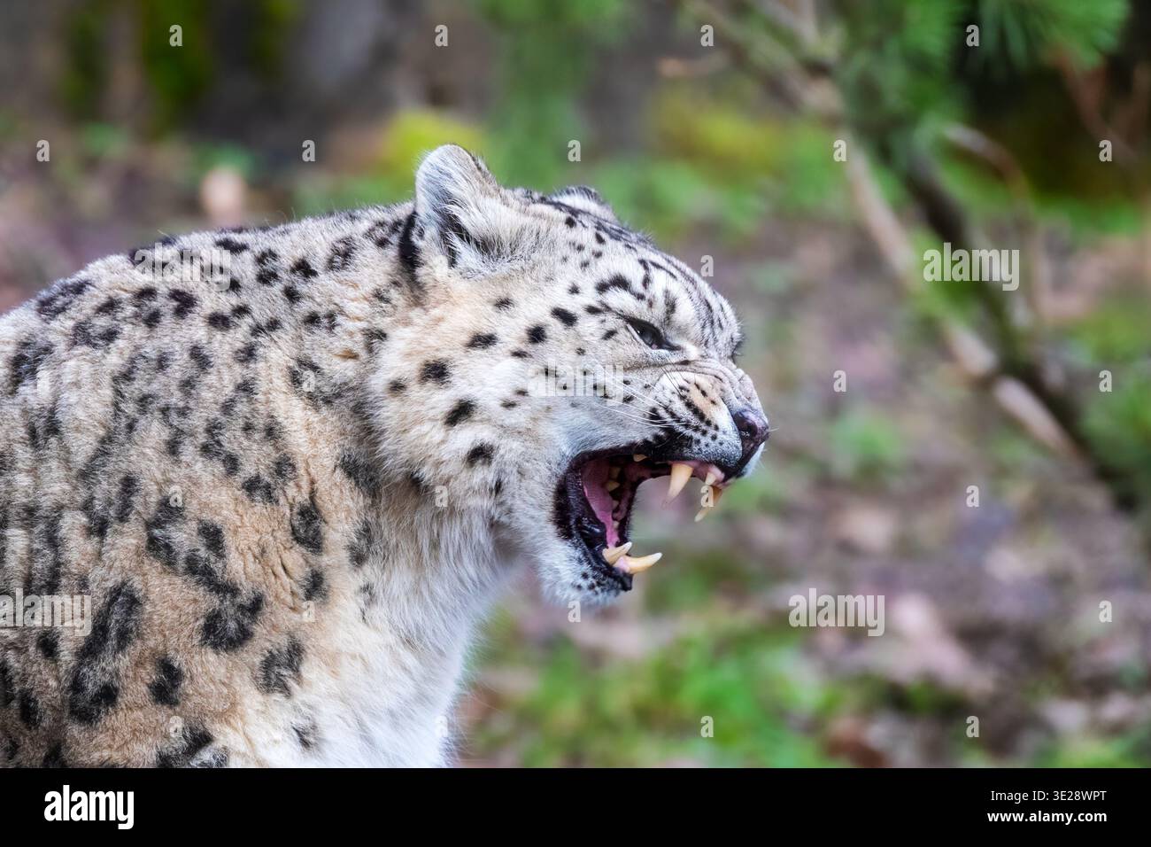 Porträt eines erwachsenen Schneeleoparden, Panthera uncia. Schnarrtier im Seitenprofil mit entblößten Zähnen. Laubhintergrund. Stockfoto