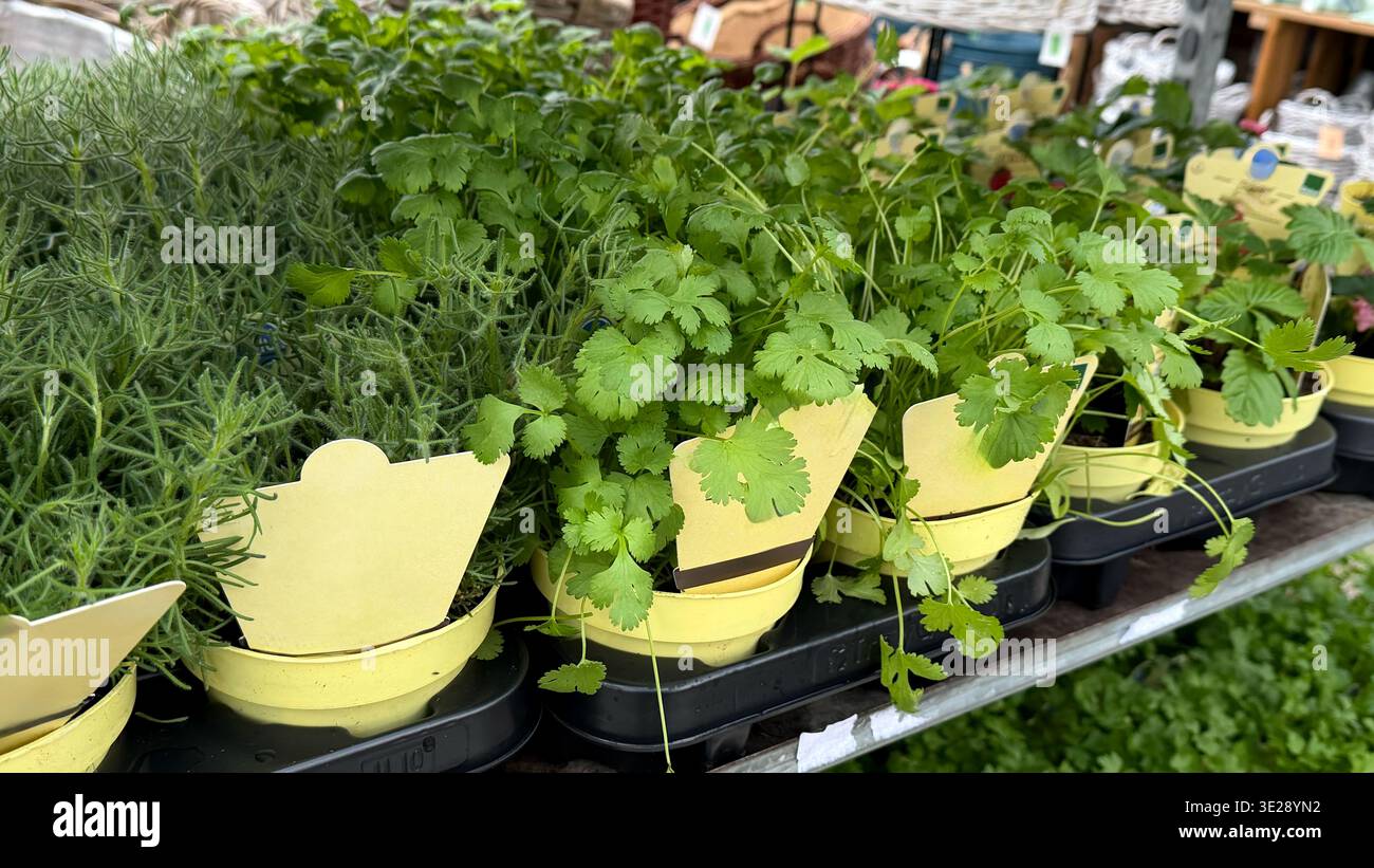 Frische Kräuter in Töpfen, darunter Koriander und Rosmarin, die auf einem Regal in einem Gartencenter ausgestellt werden Stockfoto