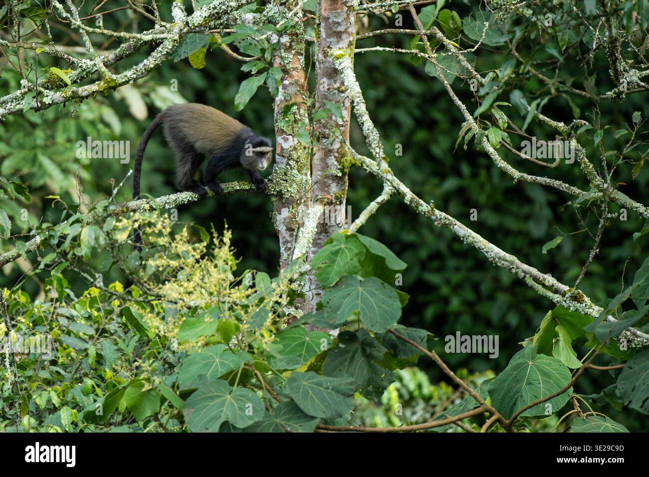 Silberaffen, Cercopithecus doggetti, Nyungwe Nationalpark, Ruanda Stockfoto