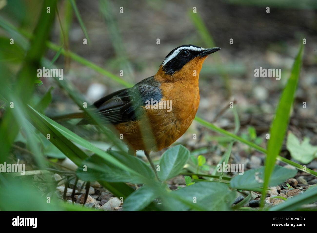 Weißbrauen-robin-Chat, Cossypha heuglini, Grau gekröntes Kranschutzgebiet in Umusambi Village, Kigali, Ruanda Stockfoto
