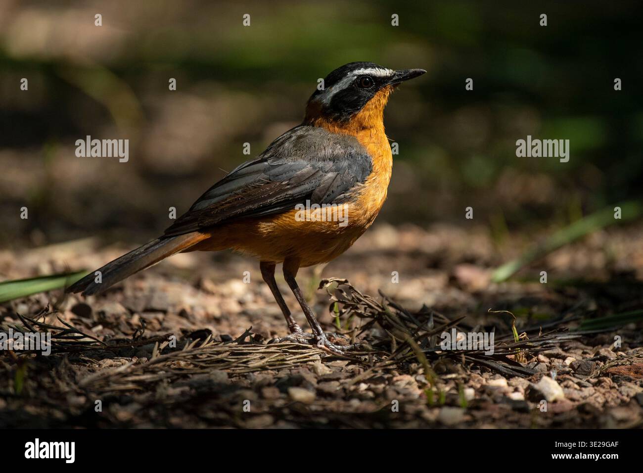 Weißbrauen-robin-Chat, Cossypha heuglini, Grau gekröntes Kranschutzgebiet in Umusambi Village, Kigali, Ruanda Stockfoto