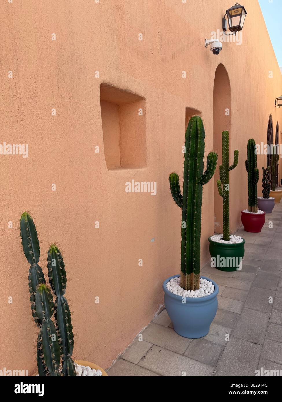 Minimalistische Szene mit Kaktuspflanzen vor beigefarbener Wand im Stil des Nahen Ostens in Doha, Katar Stockfoto