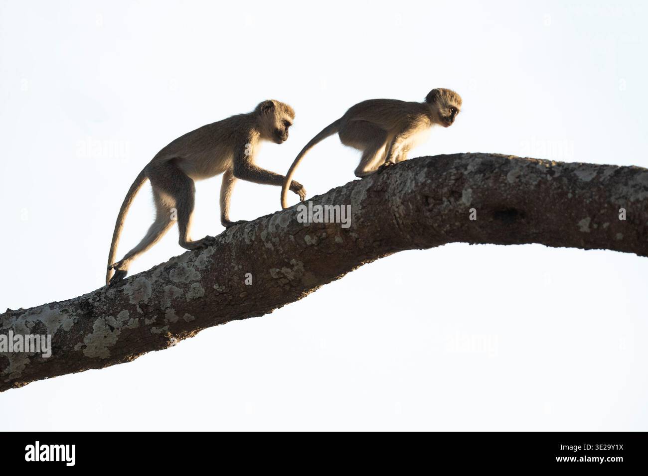 Vervet Affe, Chlorocebus pygerythrus, Katavi Nationalpark, Tansania Stockfoto