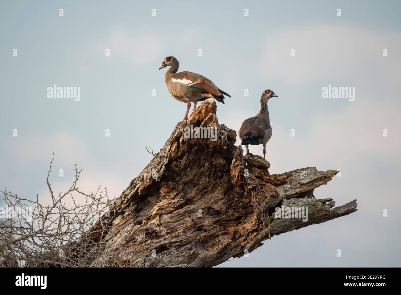 Ägyptisches Gänsepaar, Alopochen aegyptiaca, Katavi Nationalpark, Tansania Stockfoto