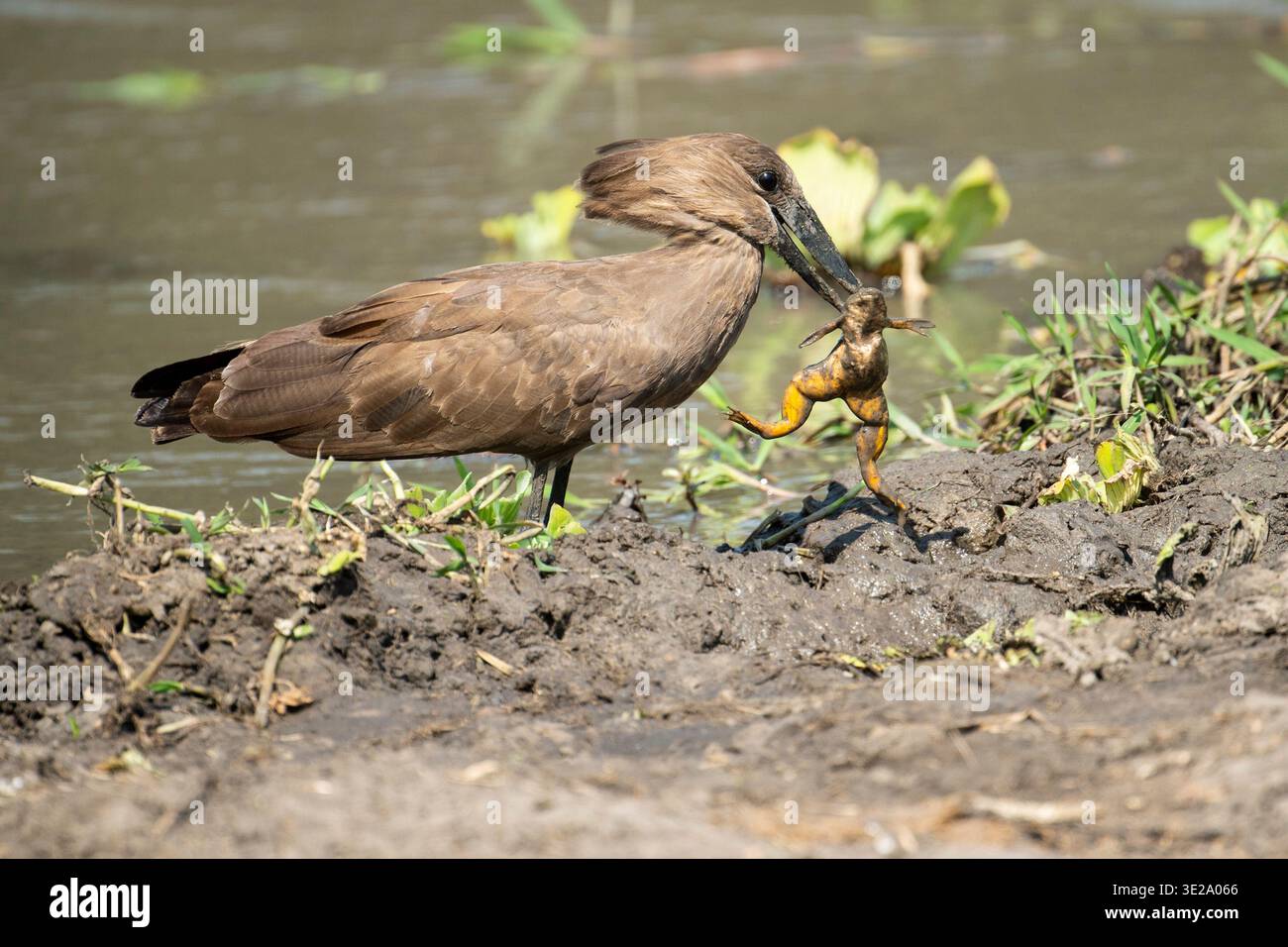 Hamerkop isst einen Frosch, Scopus Regenschirm, Katavi Nationalpark, Tansania Stockfoto
