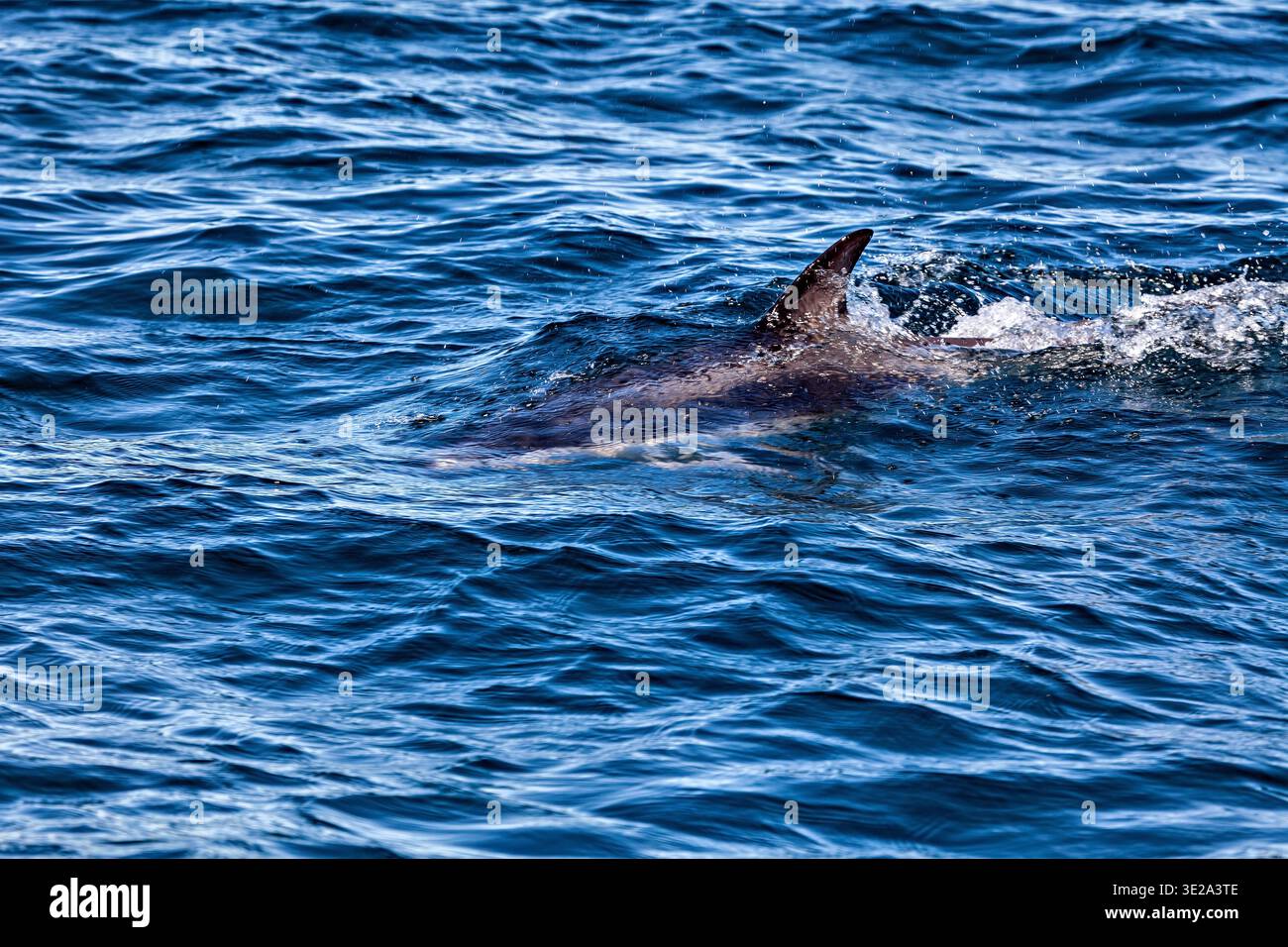 Der Clymene-Delfin (Stenella clymene) in der Nähe von Puerto Madryn in Argentinien Stockfoto