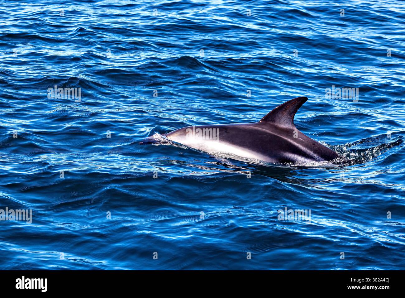 Der Clymene-Delfin (Stenella clymene) in der Nähe von Puerto Madryn in Argentinien Stockfoto
