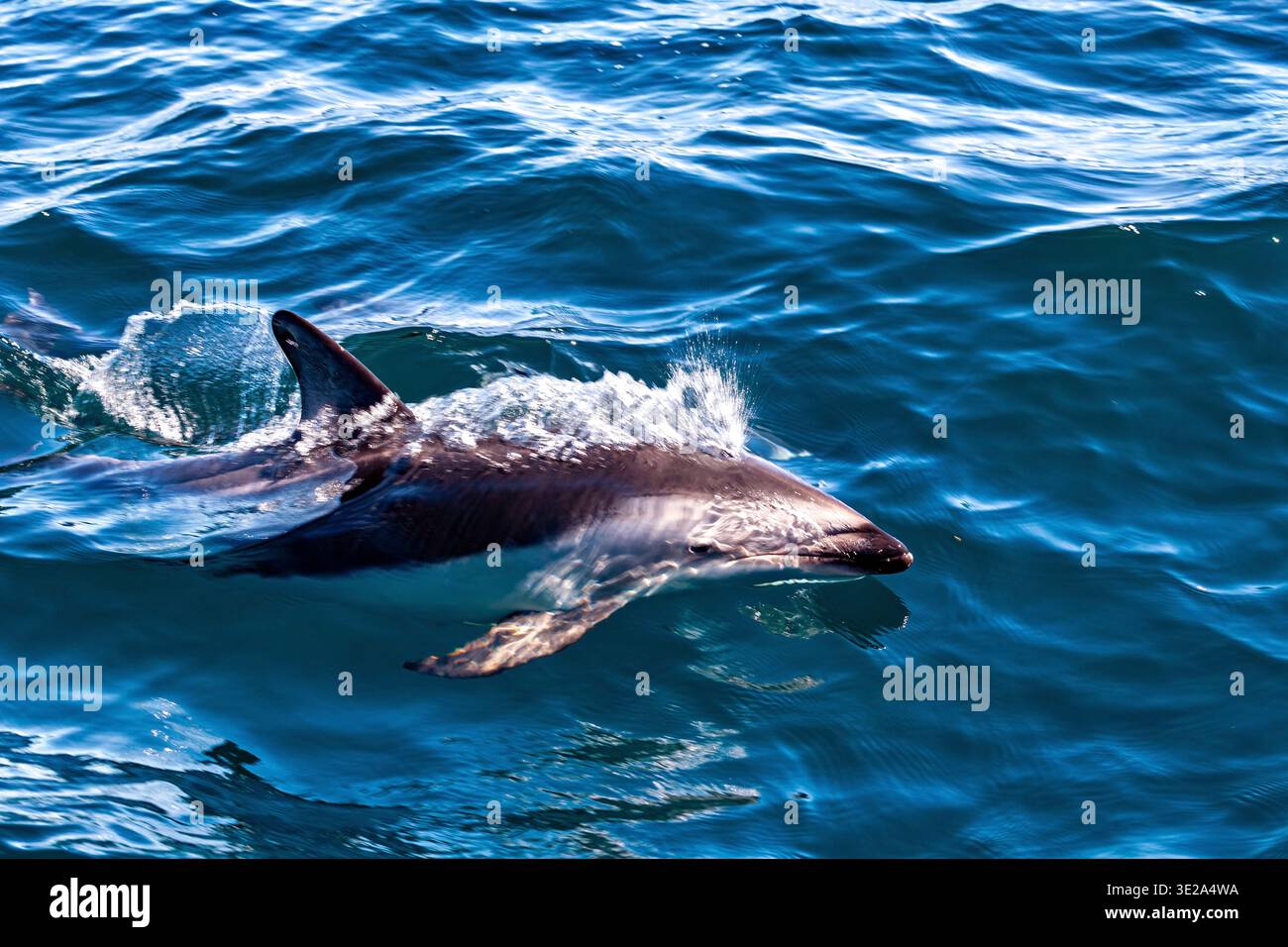 Der Clymene-Delfin (Stenella clymene) in der Nähe von Puerto Madryn in Argentinien Stockfoto