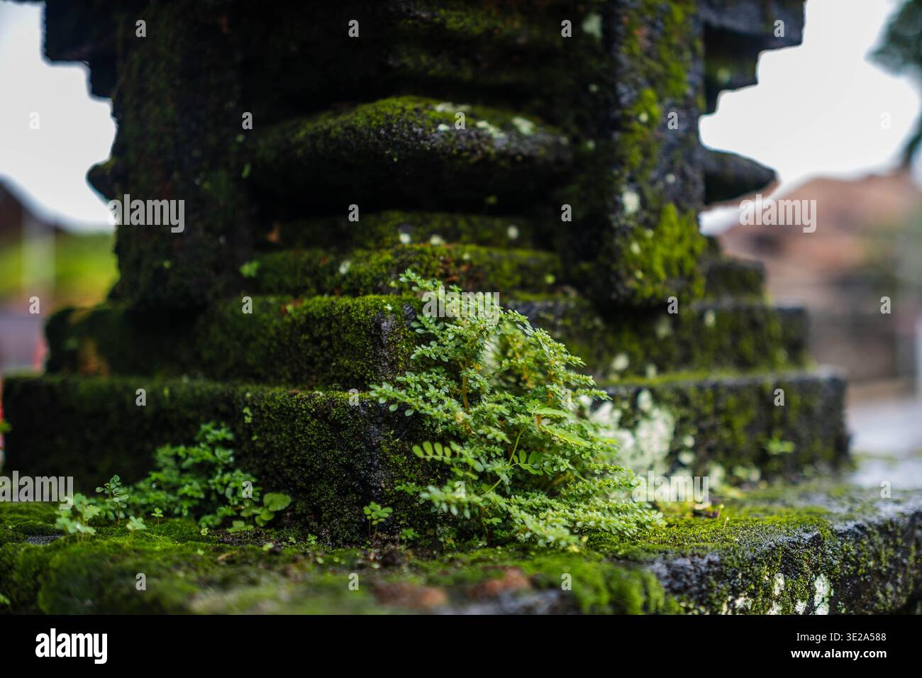 Moosbewachsene Steinbasis im tropischen balinesischen Garten Stockfoto