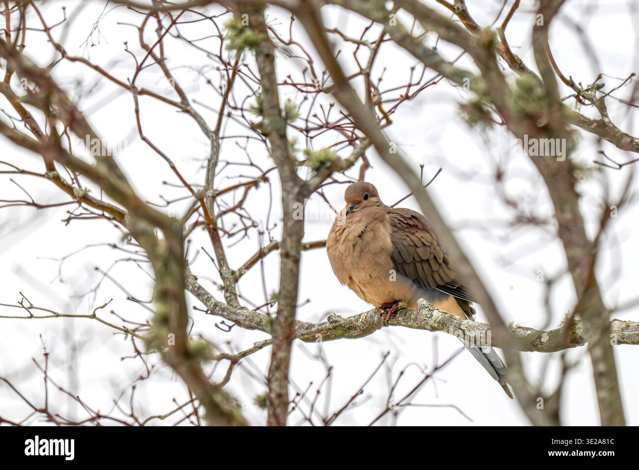 Eine Taube im Winter Stockfoto