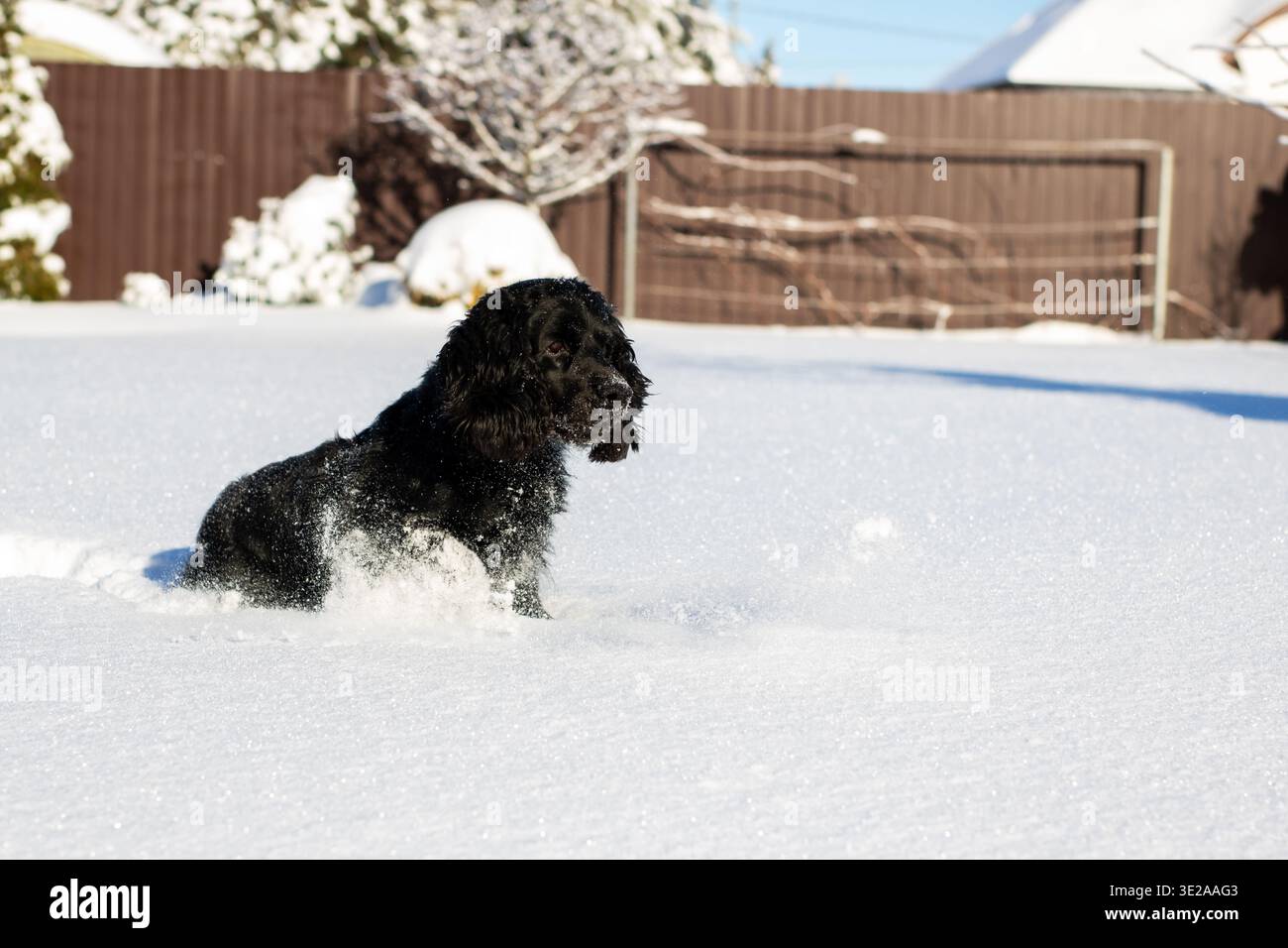 Schwarzer Hund, der durch den Schnee läuft, über den sonnendurchfluteten Hinterhof gleitet, mit Pulverschnee bestaubt, energiegeladener Begleiter beim Erkunden Stockfoto