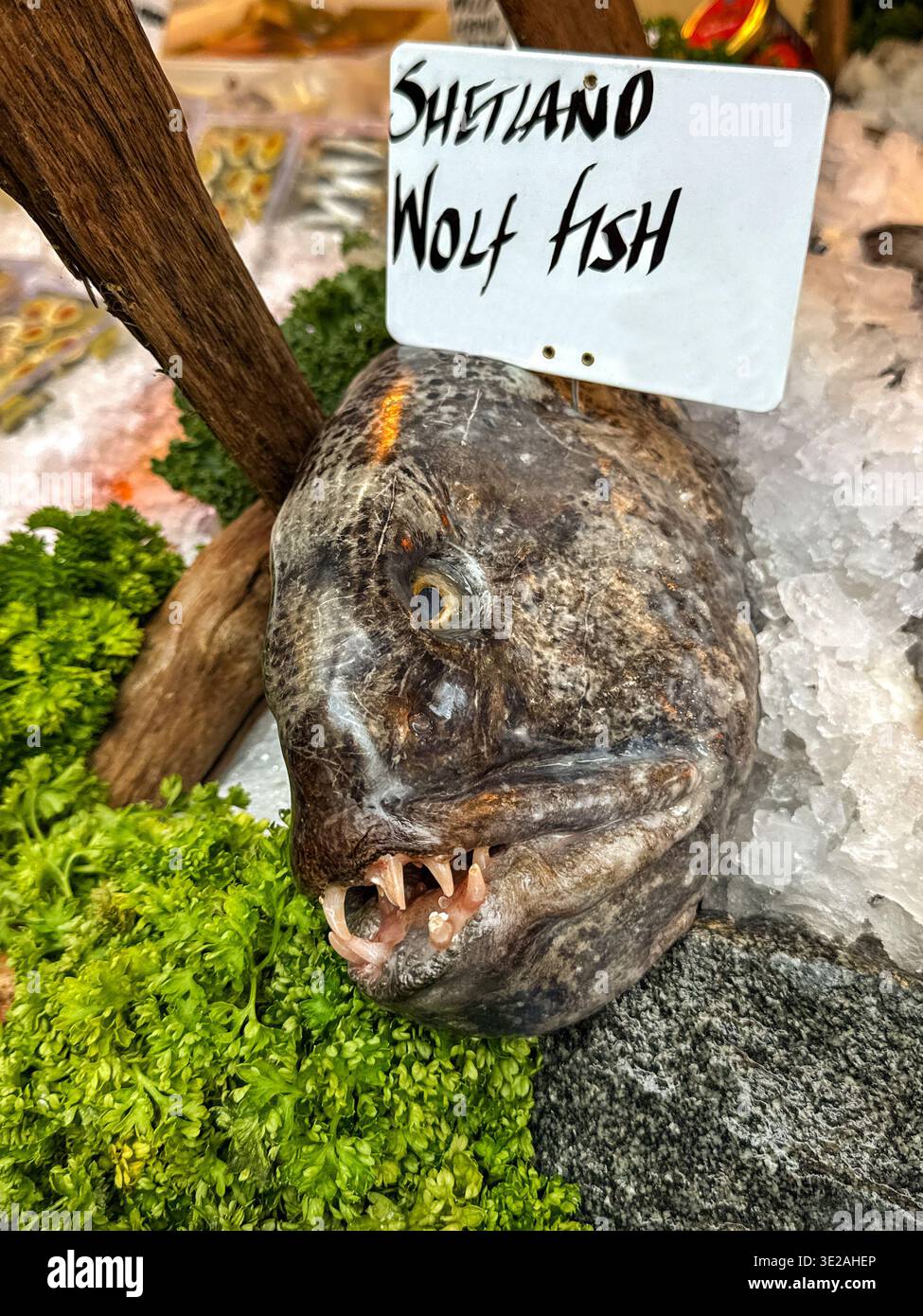 Nahaufnahme eines Shetland Wolf Fish, der auf einem Fischhändler-Marktstand verkauft wird. - Smartphone-aufgenommenes Stockfoto