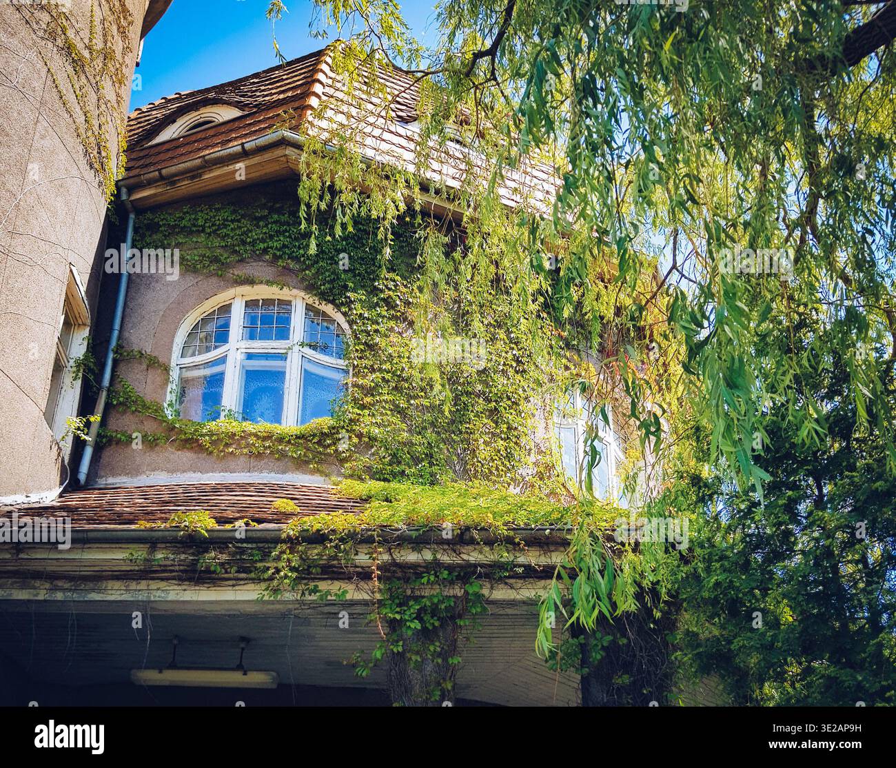 Hausfassade mit efeu bewachsen -Fotos und -Bildmaterial in hoher Auflsung   Alamy