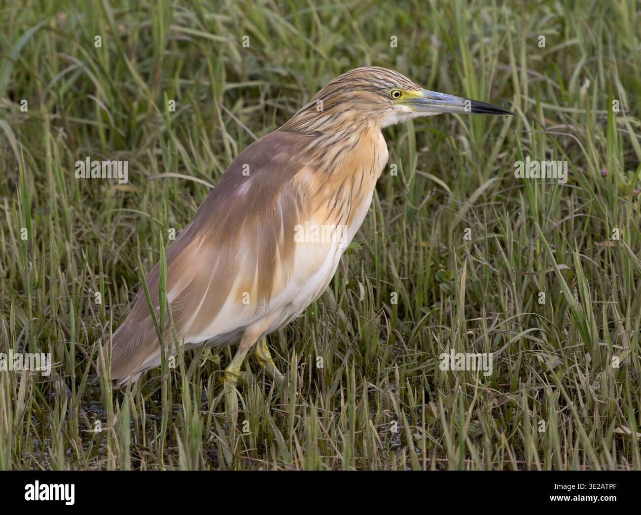 squacco Reiher, Ardeola ralloides, Nil River, Luxor, Ägypten Stockfoto
