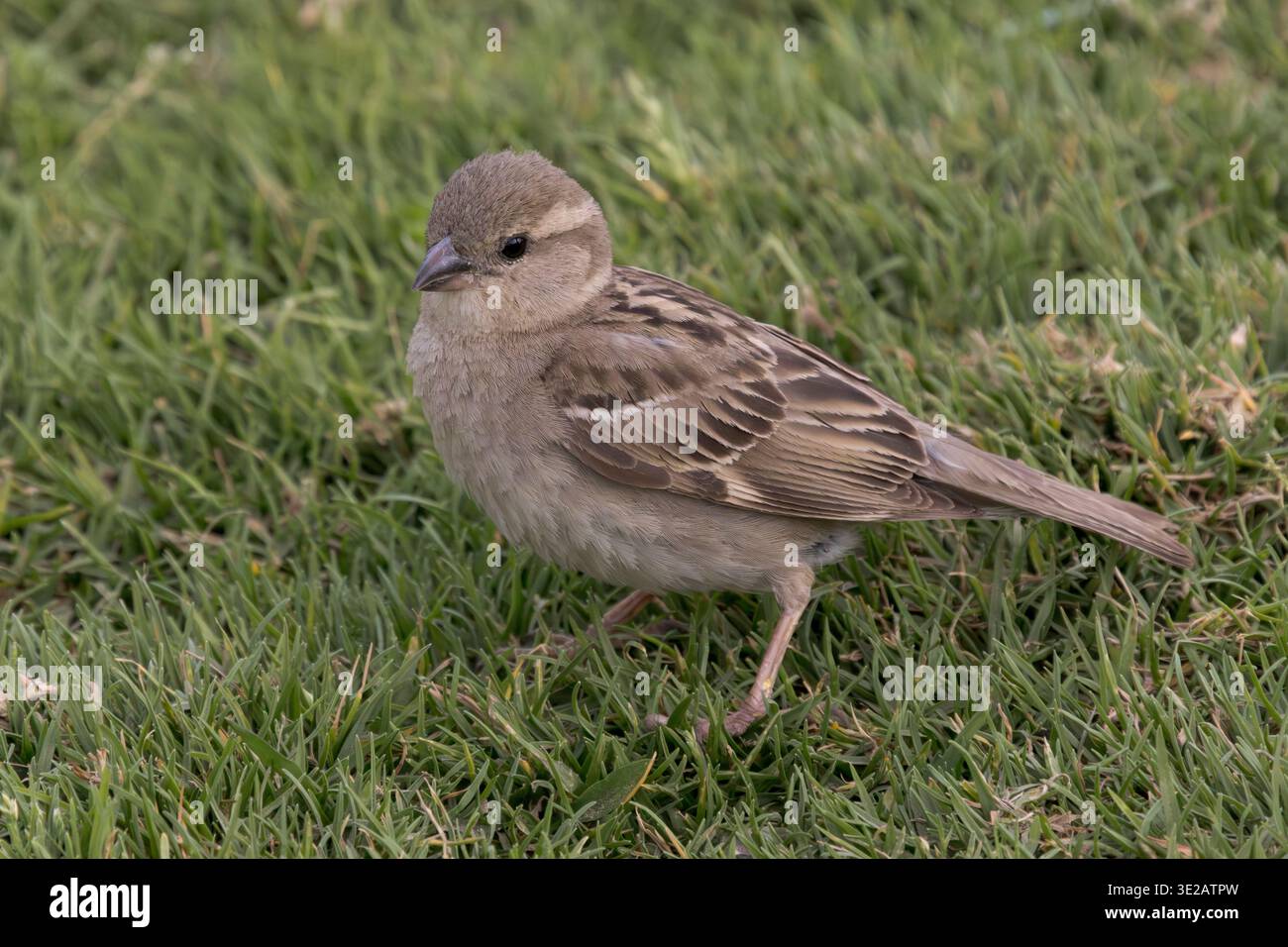 Haussperling (Passer domesticus), Luxor, Ägypten Stockfoto