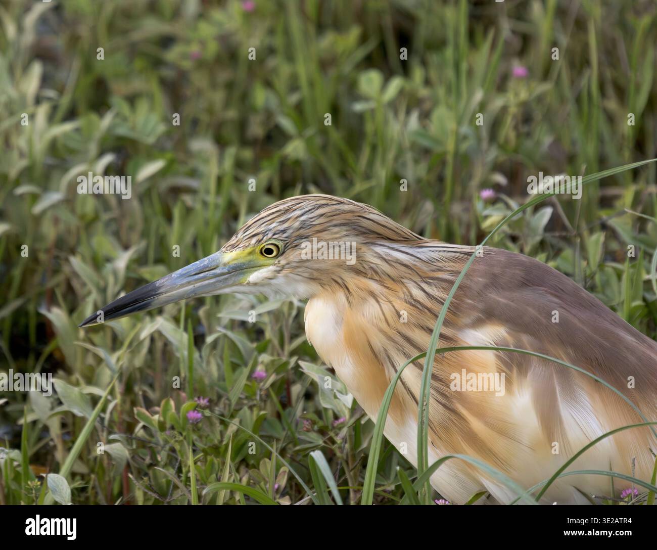 squacco Reiher, Ardeola ralloides, Nil River, Luxor, Ägypten Stockfoto