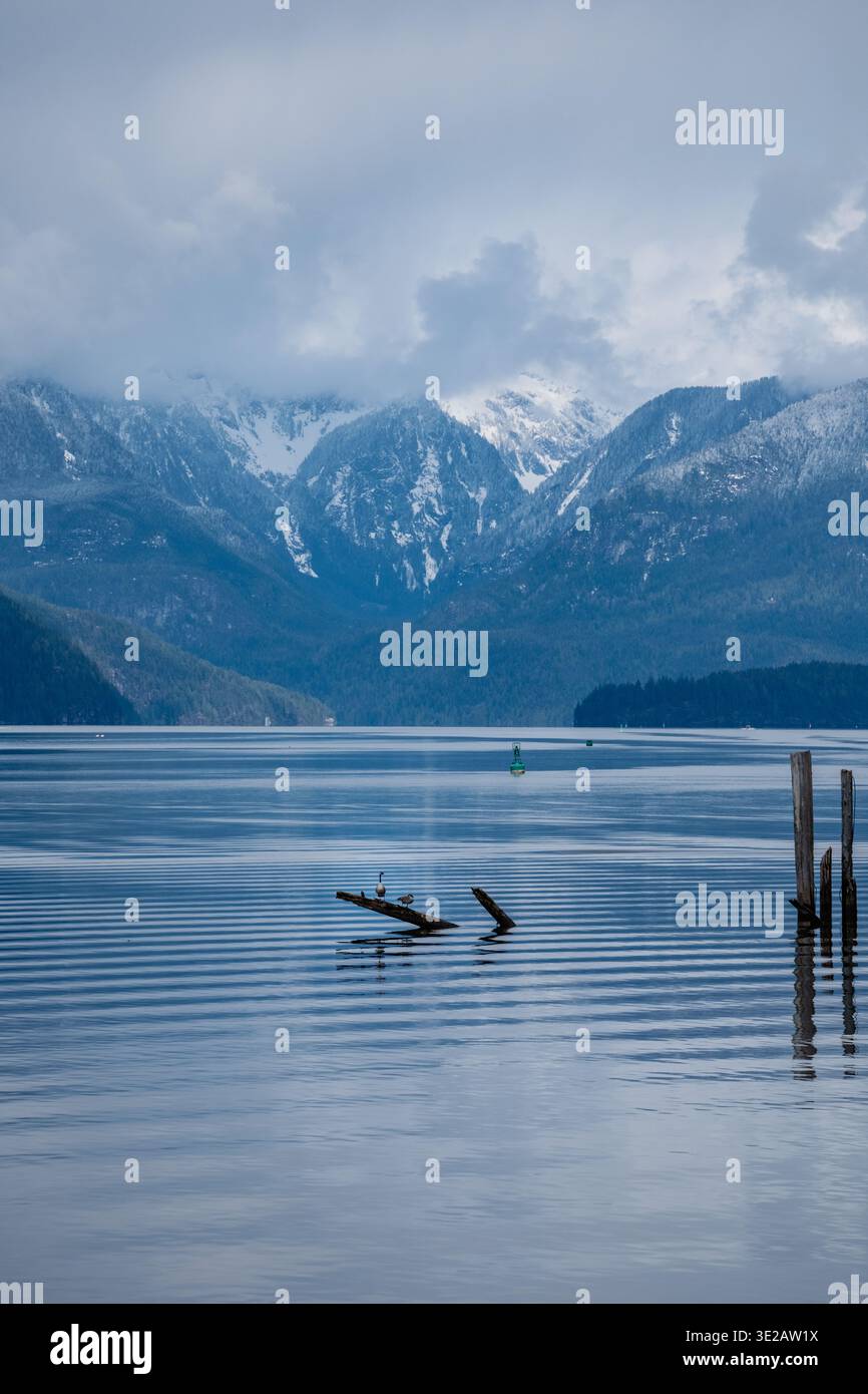 Vertikales Bild mit Blick nach Norden entlang des Pitt Lake, BC. Ein Paar Gänse sitzt auf einem freiliegenden Baumstamm über dem sanft zerrissenen blauen Wasser des Sees. Im Backg Stockfoto