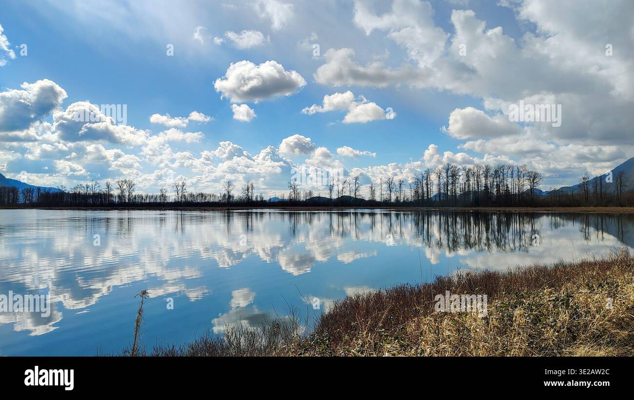Spiegelähnliche flache Gewässer des Pitt-Addington Marsh reflektieren Baumsilhouetten und flauschige Cumuluswolken in Symetrie. Pitt Lake, BC, Kanada Stockfoto
