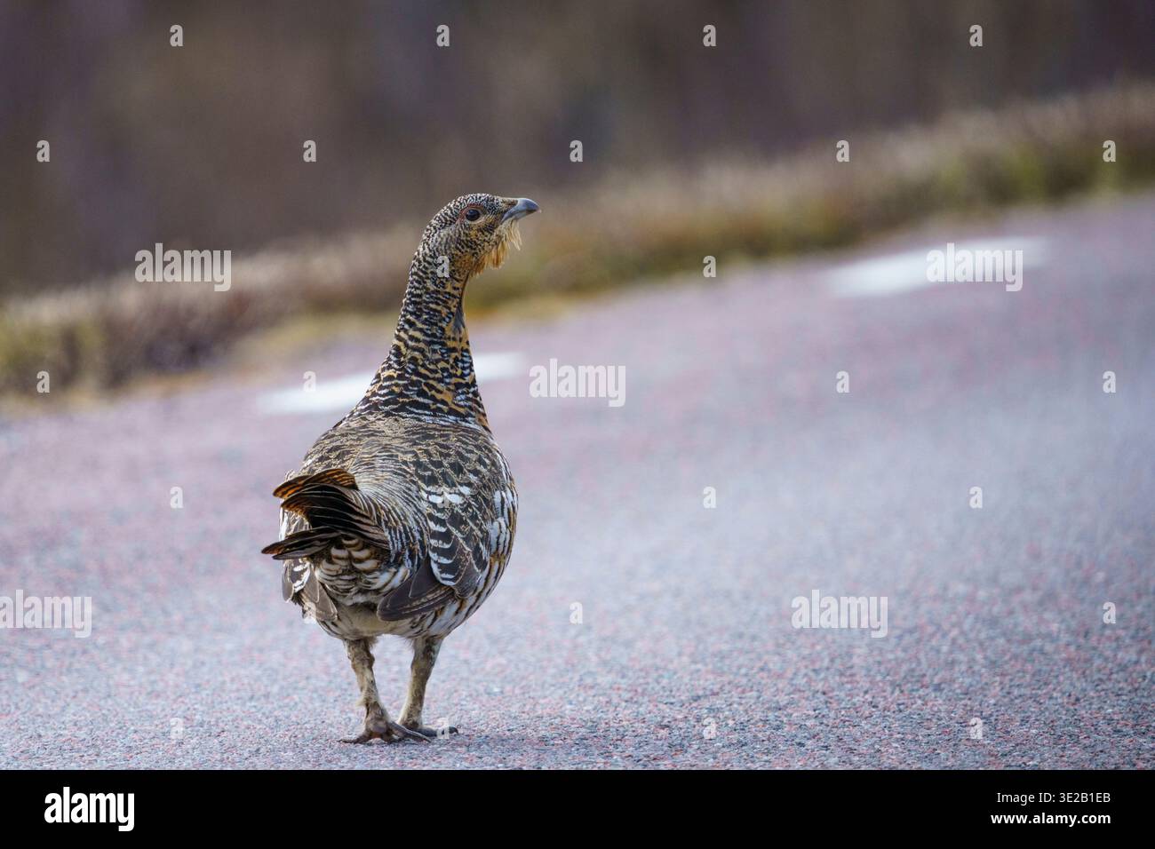 Westliches Auerhuhn, Tetrao urogallus auf der Straße, Schwedisch Lappland, Schweden Stockfoto