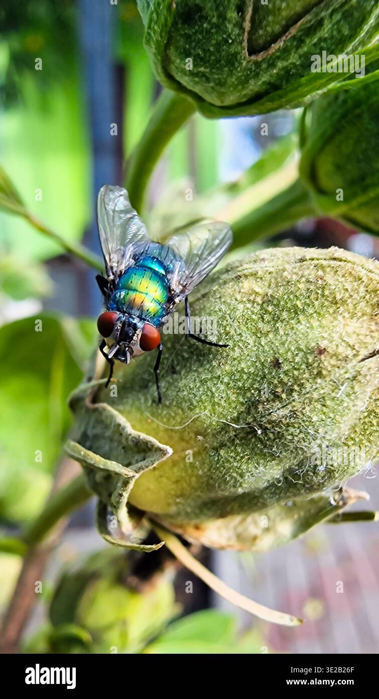 Grüne Flaschenfliege Makroaufnahme auf Pflanzenknospen mit roten Augen, Naturinsektenfotografie Stockfoto