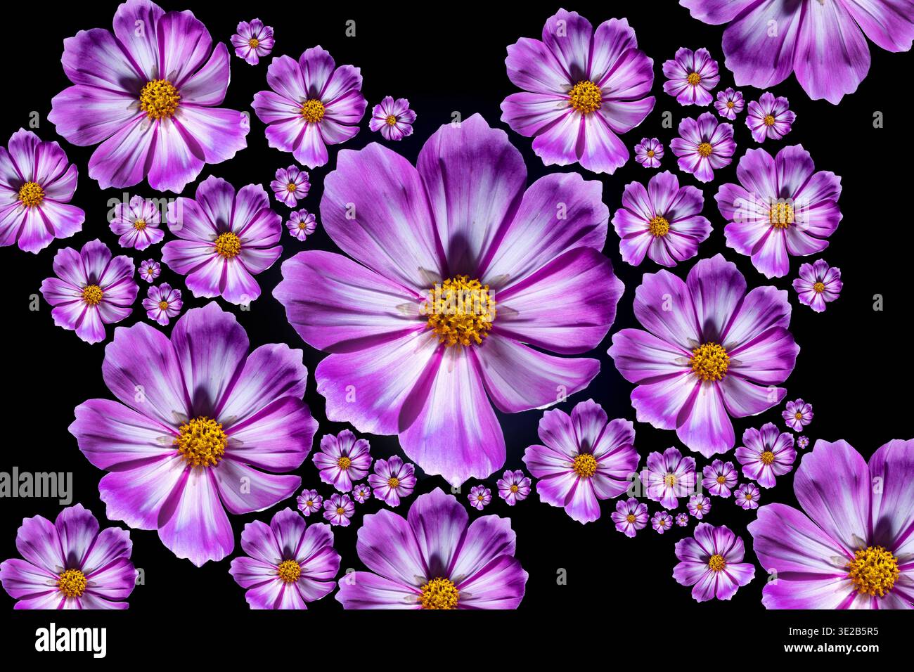 SEATTLE, WASH., USA - OCT. 27, 2024: Eine Montage als Hommage an die beeindruckende Schönheit der bescheidenen Kosmos-Blume, ein beliebter Garten. Stockfoto