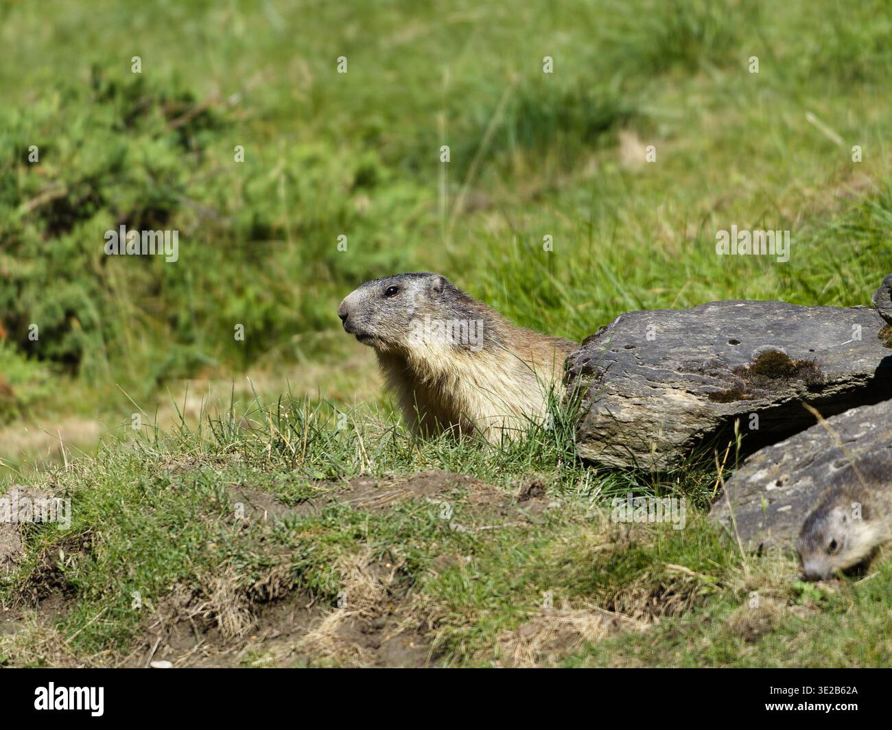 Alpenmurmeltier (Marmota marmota) in Alarmbereitschaft auf einer Almwiese, Seitenansicht, hervorstechendes Warnverhalten und detaillierte Fellstruktur Stockfoto
