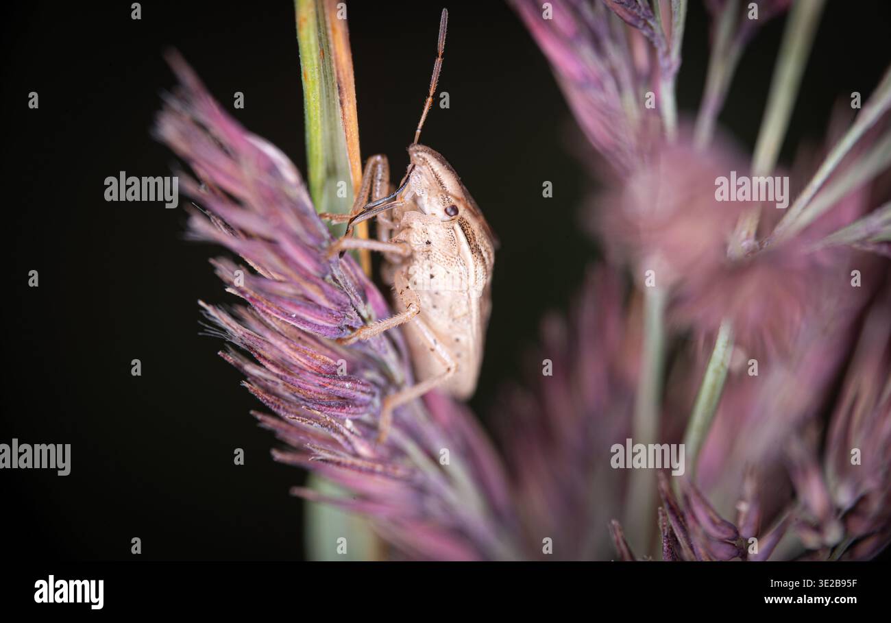 Spider Kill Misumena Stockfoto