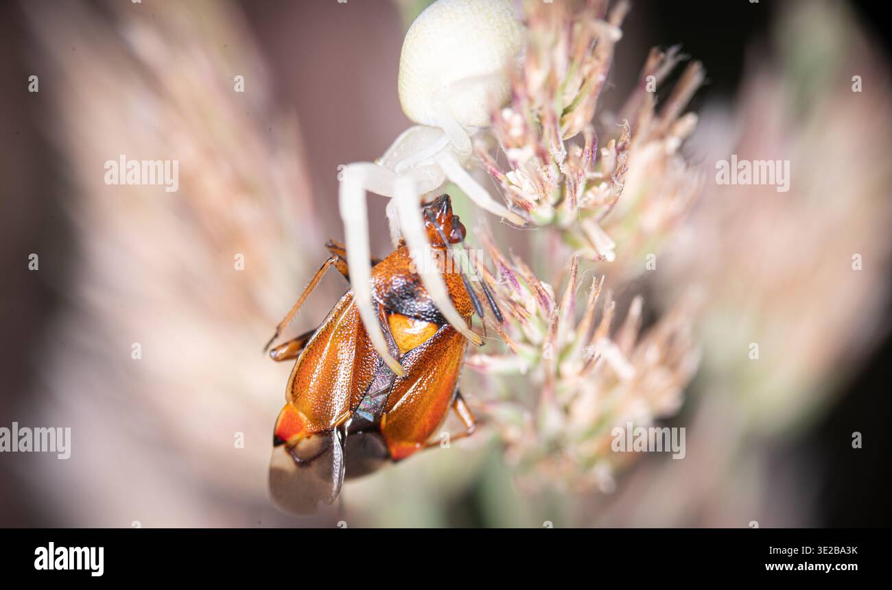 Spider Kill Misumena Stockfoto