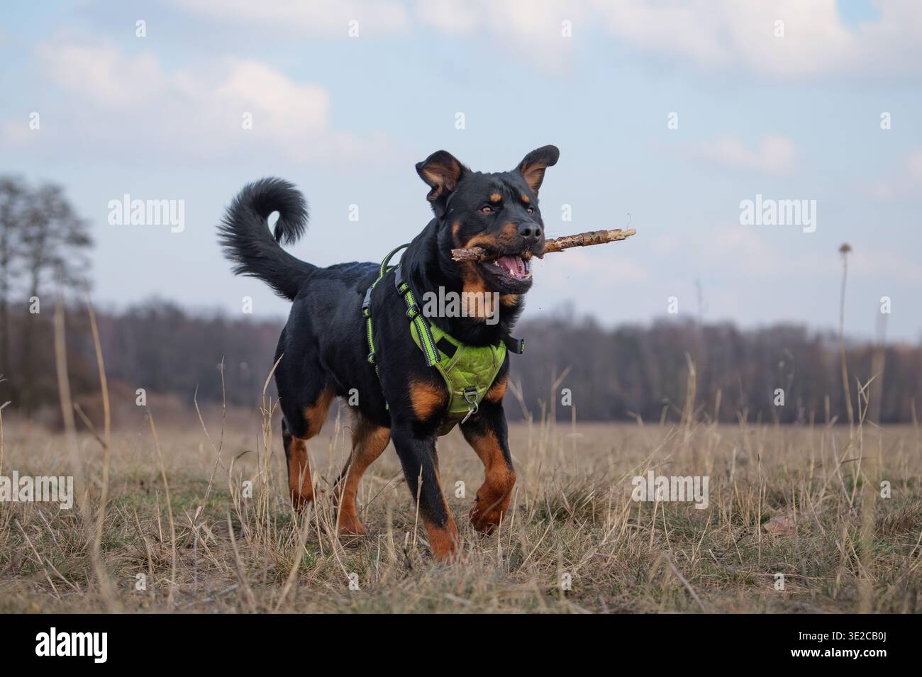 Leistungsstarker Rottweiler Hund, der draußen mit einem Stick läuft und spielt Stockfoto