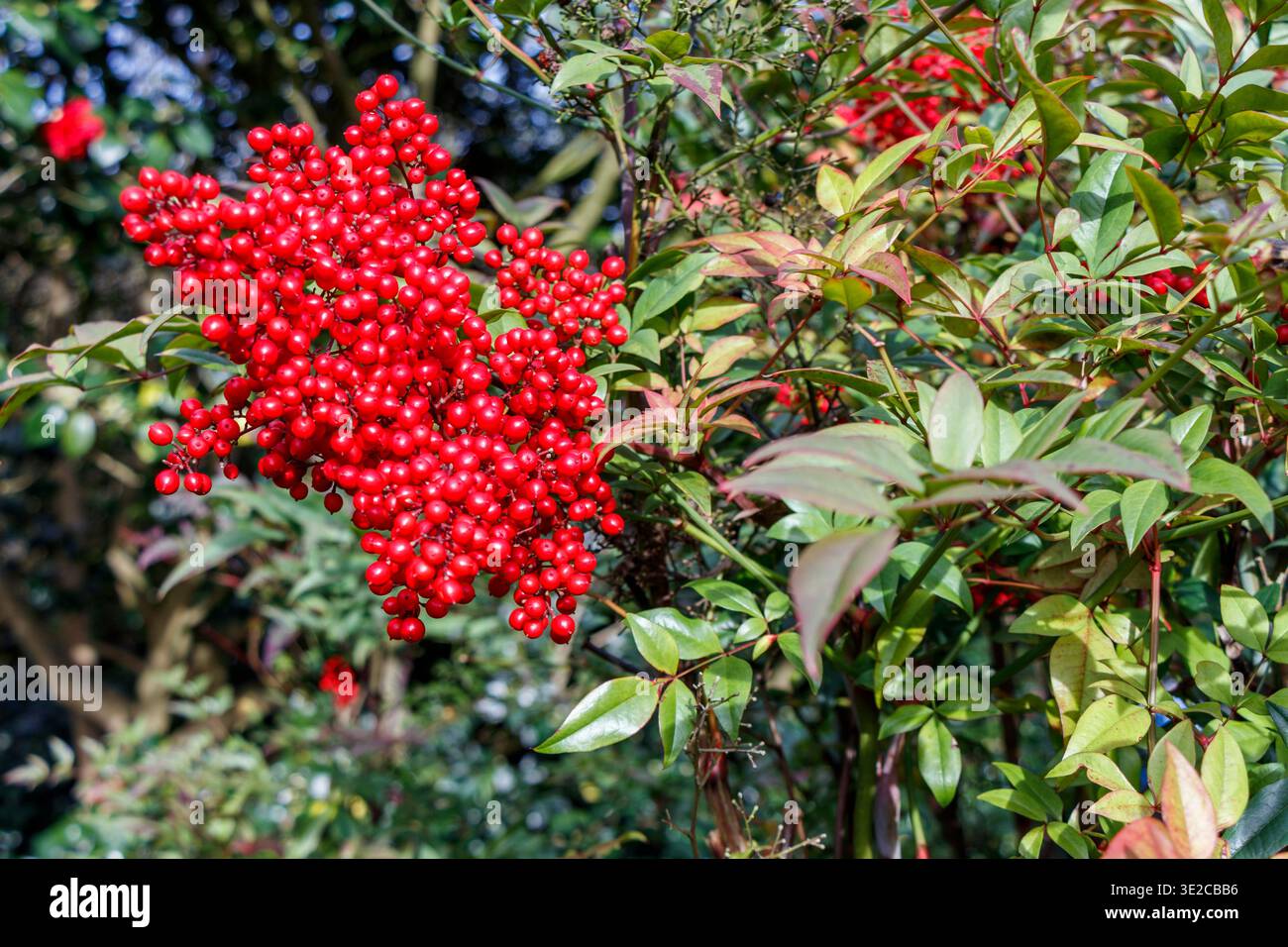Hellrote, himmlische Bambusbeeren (Nandina domestica) in einem Sträucher, London, Großbritannien Stockfoto
