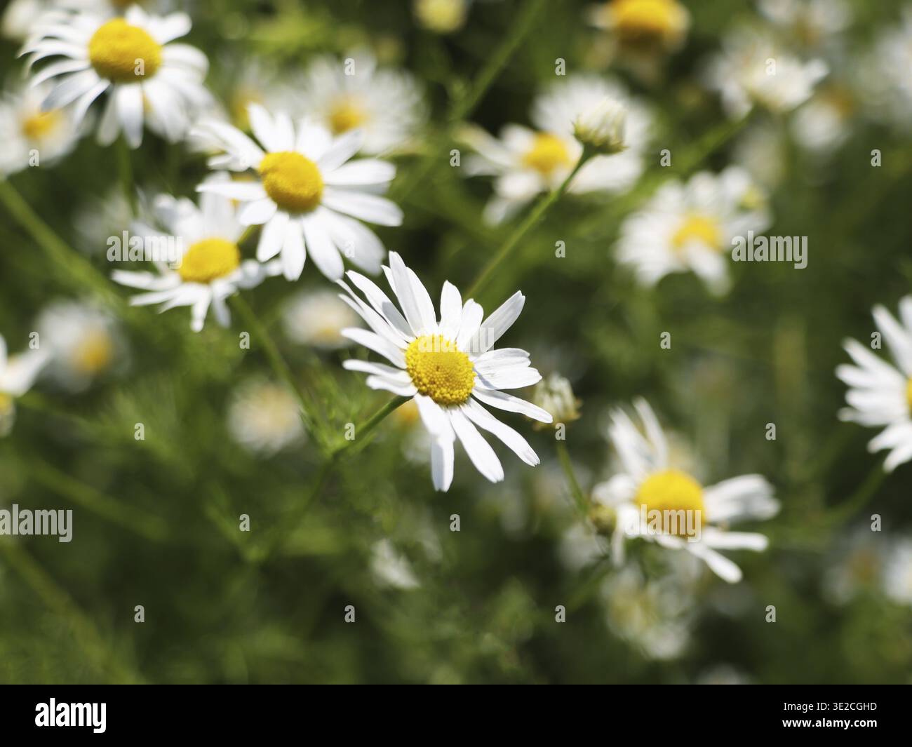 Grünes Feld mit weißen Gänseblümchen oder Kamillenblüten Stockfoto